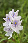 Water hyacinth